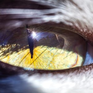 Mauvais oeil : Sort d’envoûtement de malchance